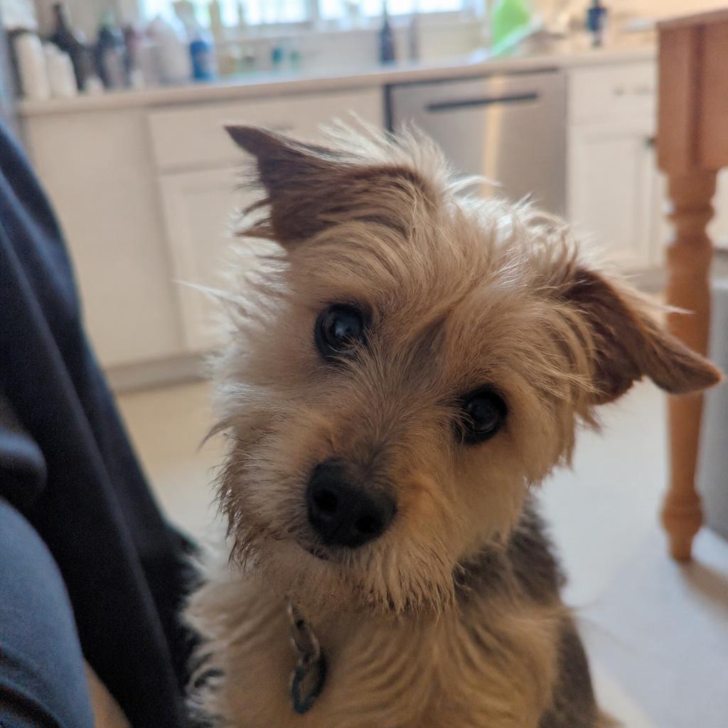Biscuit