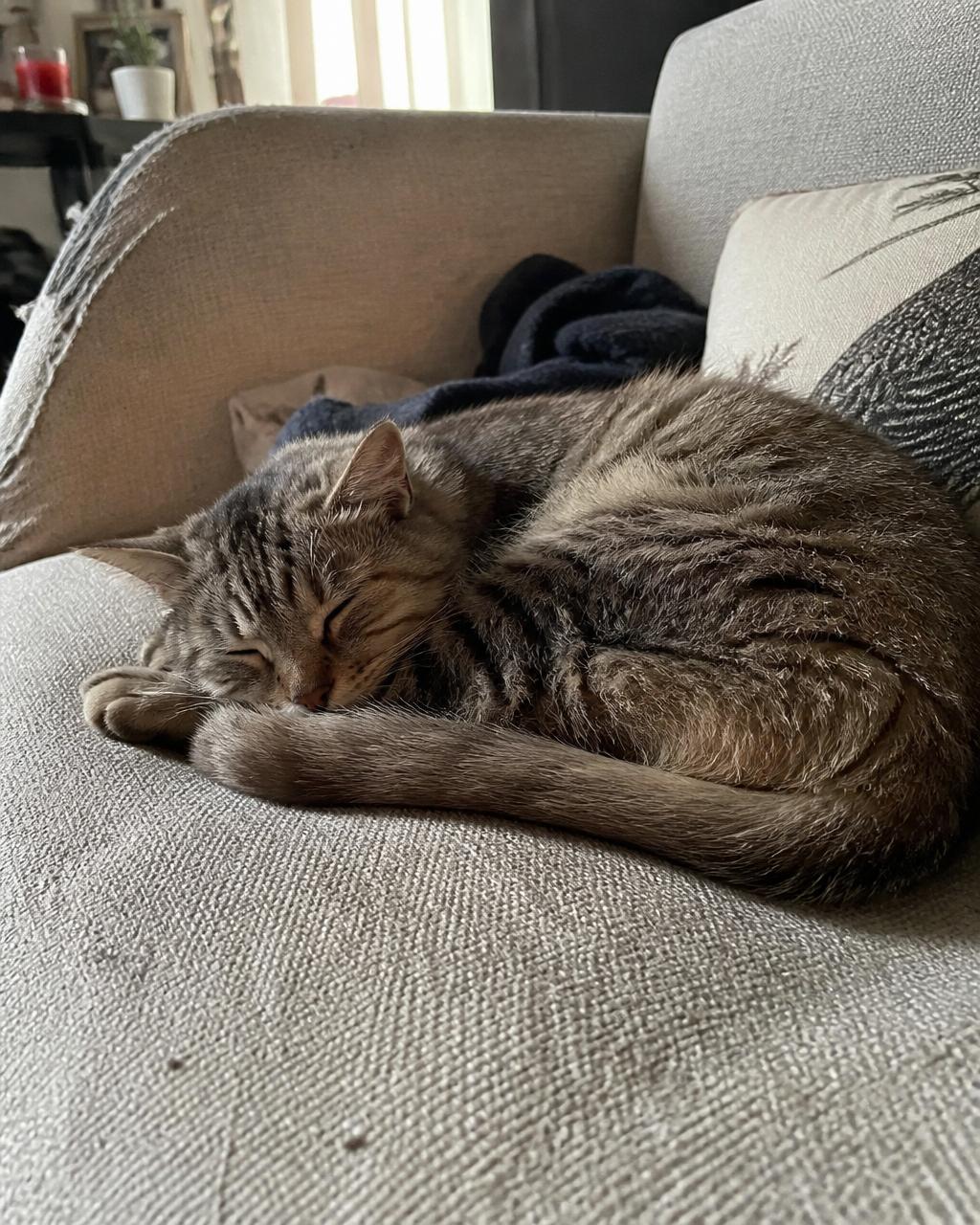 A tabby cat curled asleep beside a person's hand